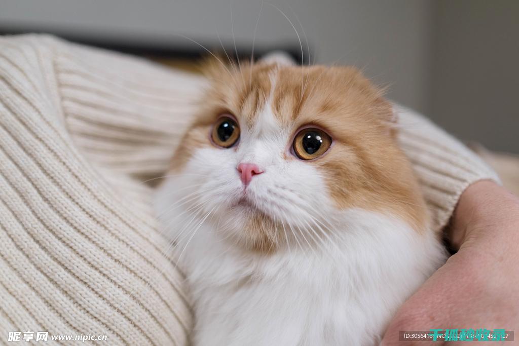猫咪应激反应的原因与缓解方法全解析 (猫咪应激反应的表现)