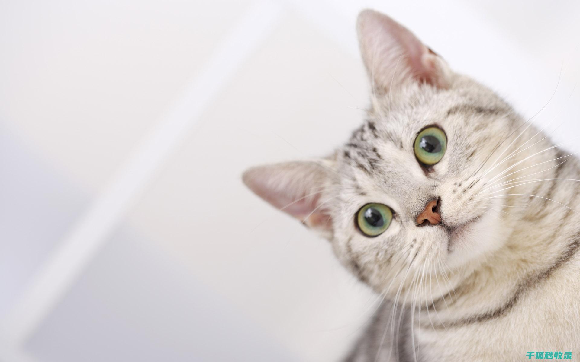 猫咪应激反应：如何通过定期洗澡放松身心 (猫咪应激反应的表现)