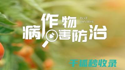 植物病虫害防治：如何通过遮阳网减少病虫害传播 (植物病虫害防治考试题及答案)