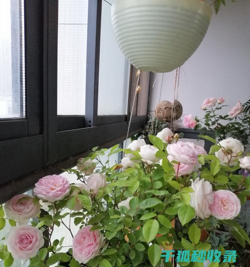清洁花瓶的季节性变化：夏季、冬季的不同处理方式 (清洁花瓶的季节是什么)